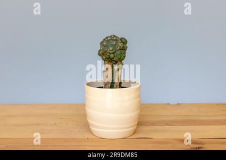 Infested drying cactus in a pot Stock Photo