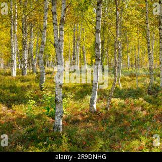 Birch forest with heather and blueberry bushes in early autumn. Near Les Ponts-de-Martel in the canton of Neuchatel, Switzerland Stock Photo
