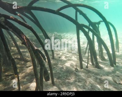 Mangroves, Pass island, Coron, Philippines, Asia Stock Photo