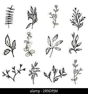 Greenery hand drwan elements for design Stock Vector Image & Art - Alamy