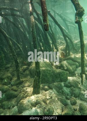 Mangroves, Pass island, Coron, Philippines, Asia Stock Photo
