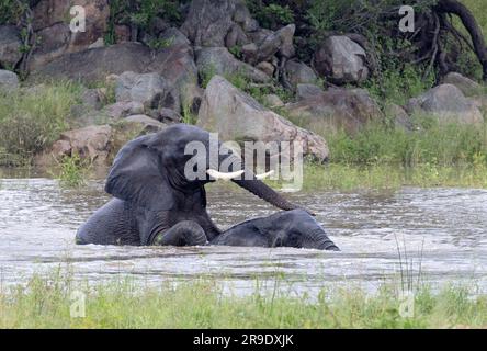 Elephant bulls will spend a lot of time socialising when they mee at a river and enjoy a spell of play and bonding in the heat of the day. Stock Photo