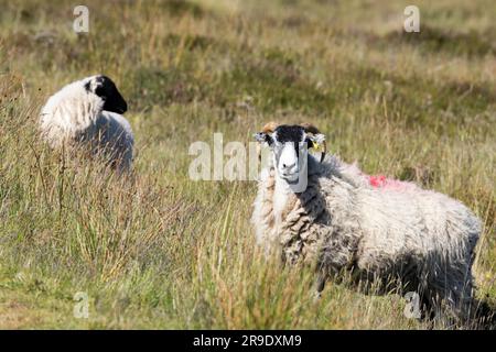 Moorland Sheep are hardy animals bred over centuries starting with the Cistercian monks who monopolised the wool trade in Medieval times. Stock Photo