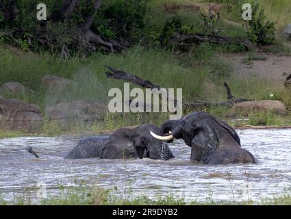 Elephant bulls will spend a lot of time socialising when they mee at a river and enjoy a spell of play and bonding in the heat of the day. Stock Photo