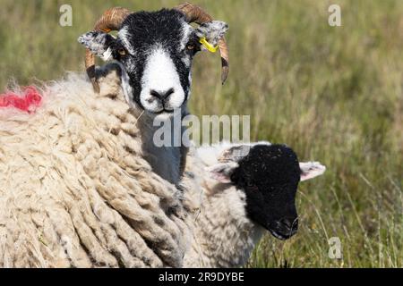Moorland Sheep are hardy animals bred over centuries starting with the Cistercian monks who monopolised the wool trade during Medieval times. Stock Photo