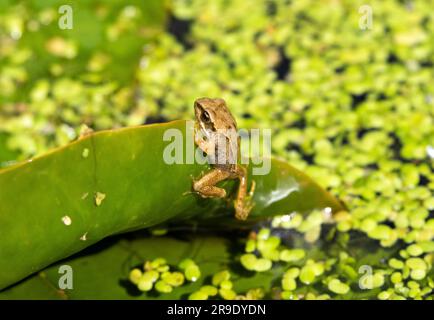 At the end of spring tiny froglets start to emerge from ponds. They have completed the process of metamorphosis and can now breath through their skin. Stock Photo