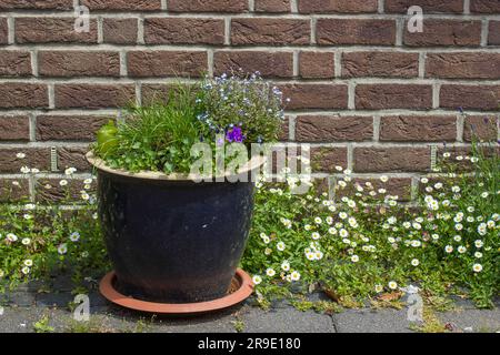 clay pot with flowers on the street - daisies and forget-me-not flowers Stock Photo