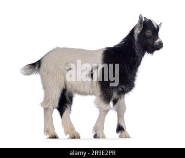 Adorable black and white baby goat, walking side ways. Looking straight ahead away form camera. Isolated on a white background. Stock Photo