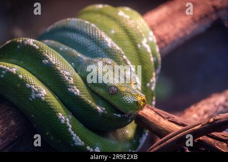 Green tree python (Morelia viridis) wrapped around branch and watching surroundings Stock Photo