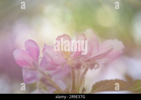Dreamy image of delicate, light pink, apple flowers in spring Stock Photo