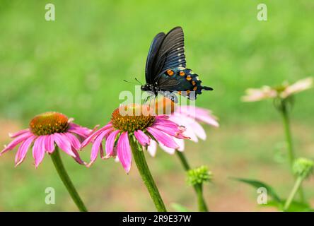 Pipevine Swallowtail butterfly feeding on a Purple Coneflowers in spring Stock Photo