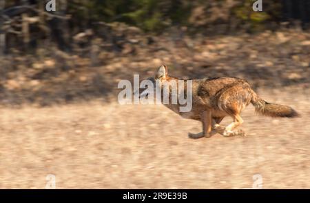 Coyote running at full speed across a dry grassy field in late fall Stock Photo