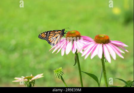 Monarch butterfly feeding on a Purple Coneflower against green spring background, with copy space and room for cropping for different compositions Stock Photo
