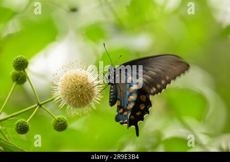 Pipevine Swallowtail butterfly feeding on a white, ball-like flower of a Buttonbush Stock Photo