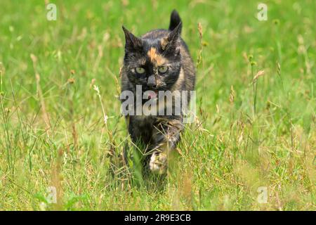 Tortoiseshell cat jogging towards the viewer in tall grass on a sunny spring day Stock Photo