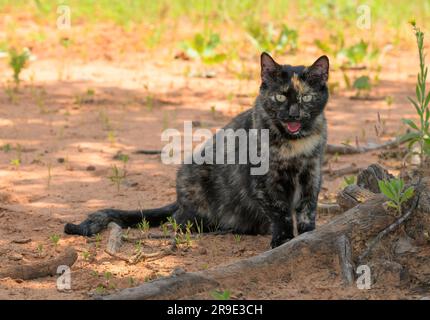 Beautiful tortoiseshell cat sitting in the shade under a tree on a hot summer day, panting Stock Photo