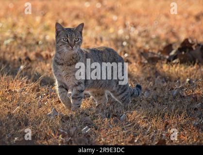 Beautiful tortie tabby cat walking in dry grass, backlit by afternoon sun in late fall Stock Photo