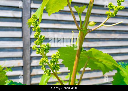 Clusters of grapes before the flowering period close-up on a blurred background. Grape buds in the vineyard Stock Photo