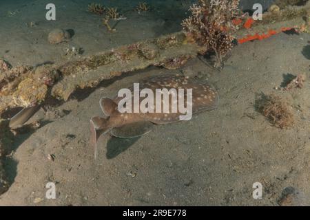 Torpedo sinuspersici On the seabed  in the Red Sea, Israel Stock Photo