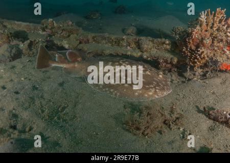 Torpedo sinuspersici On the seabed  in the Red Sea, Israel Stock Photo