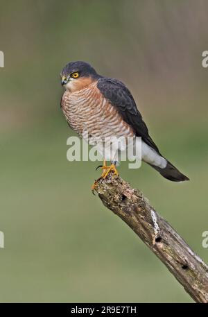 Eurasian Sparrowhawk (Accipiter nisus) male perched on post (BTO ring on leg)  Eccles-on-Sea, Norfolk, UK.                  October Stock Photo