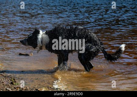 A black and white Border Collie enjoying fun in the water of a lake in spring sunshine Stock Photo