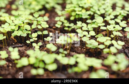 Young arugula seedlings in the ground - selective focus, shallow DOF Stock Photo