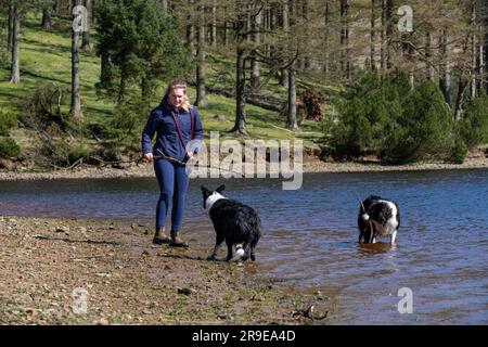 A teenage girl playing with two Border Collie dogs in the water of Derwent reservoir in Derbyshire, England. Stock Photo