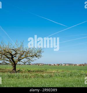 blossoming fruit trees and grazing cows in betuwe near tiel and geldermalsen Stock Photo