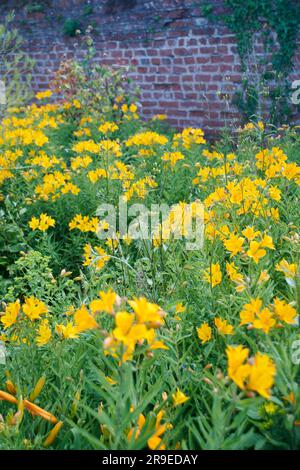 Lily of the Inca  (Alstroemeria aurea majestic ) growing in a walled garden. Stock Photo