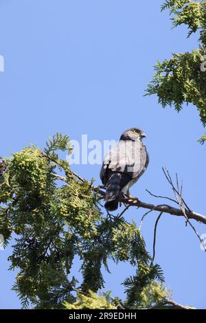 Japanese lesser sparrowhawk (Accipiter gularis) female in Japan Stock Photo