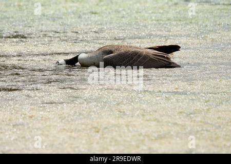 Sugwas Pool, Credenhill, Herefordshire, UK – Monday 26th June  - A dead Canada Goose lies in shallow water at Sugwas Pool, a former quarry site near Hereford.  The bird appears uninjured and recently deceased. DEFRA state that the whole of England, Scotland and Wales remain an avian influenza prevention zone (AIPZ) for the H5N1 avian flu virus. Photo Steven May / Alamy Live News Stock Photo