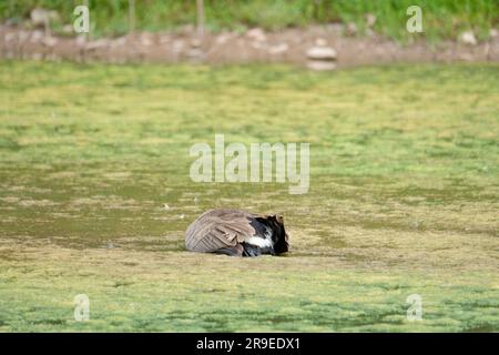 Sugwas Pool, Credenhill, Herefordshire, UK – Monday 26th June  - A dead Canada Goose lies in shallow water at Sugwas Pool, a former quarry site near Hereford.  The bird appears uninjured and recently deceased. DEFRA state that the whole of England, Scotland and Wales remain an avian influenza prevention zone (AIPZ) for the H5N1 avian flu virus. Photo Steven May / Alamy Live News Stock Photo