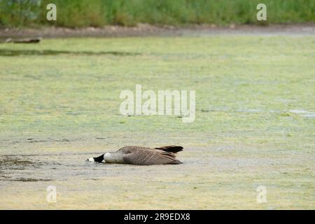 Sugwas Pool, Credenhill, Herefordshire, UK – Monday 26th June  - A dead Canada Goose lies in shallow water at Sugwas Pool, a former quarry site near Hereford.  The bird appears uninjured and recently deceased. DEFRA state that the whole of England, Scotland and Wales remain an avian influenza prevention zone (AIPZ) for the H5N1 avian flu virus. Photo Steven May / Alamy Live News Stock Photo