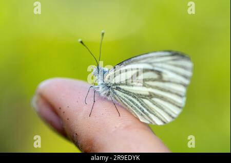 Aporia crataegi butterfly on hand Stock Photo