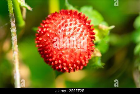 close up of wild strawberries Stock Photo