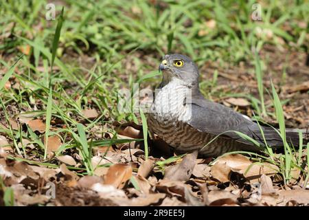 Japanese lesser sparrowhawk (Accipiter gularis) female in Japan Stock Photo