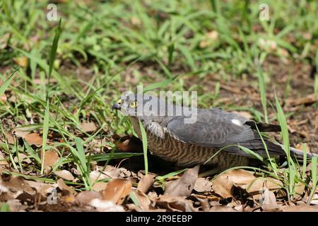 Japanese lesser sparrowhawk (Accipiter gularis) female in Japan Stock Photo