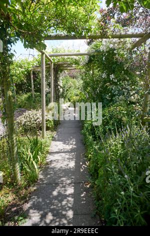 Wooden Trellis or Pergolas covered with flowering climbing Rose and ...