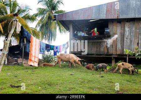 Views of the streets and houses of a jungle region in the Peruvian Amazon located near the city of Tarapoto. Stock Photo