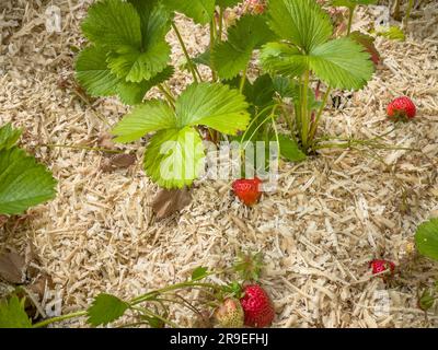 Close-up of ripe strawberries and sawdust mulch Stock Photo