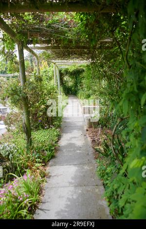 Wooden Trellis or Pergolas covered with flowering climbing Rose and ...