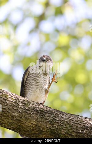 Japanese lesser sparrowhawk (Accipiter gularis) female in Japan Stock Photo