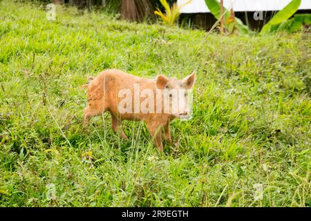 Domestic pigs on a farm in the Peruvian jungle. Stock Photo
