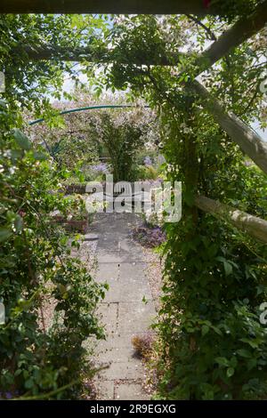 Wooden Trellis or Pergolas covered with flowering climbing Rose and ...