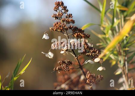 Hydrangea paniculata, a beautiful white shrub flower that blooms in autumn in Japan Stock Photo