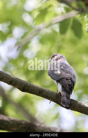 Japanese lesser sparrowhawk (Accipiter gularis) female in Japan Stock Photo