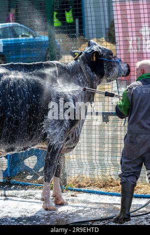 A cow being jet washed ready to be shown at the Royal Highland Show Edinburgh Stock Photo