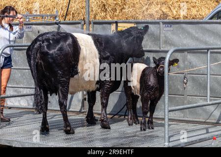 A belted galloway and it's calf being jet washed ready to be shown at the Royal Highland Show Edinburgh Stock Photo