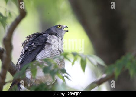 Japanese lesser sparrowhawk (Accipiter gularis) female in Japan Stock Photo